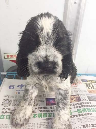 イングリッシュコッカースパニエル ブリーダー 子犬専門店AngelWan 横浜