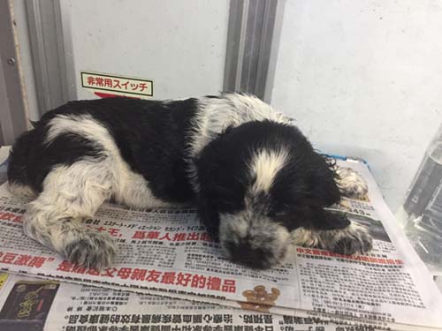 イングリッシュコッカースパニエル ブリーダー 子犬専門店AngelWan 横浜