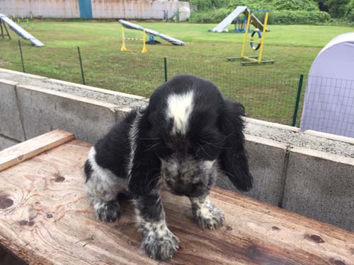 イングリッシュコッカースパニエル ブリーダー 子犬専門店AngelWan 横浜
