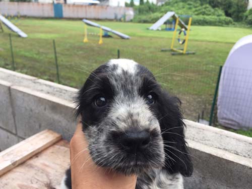イングリッシュコッカースパニエル ブリーダー 子犬専門店AngelWan 横浜