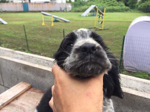 イングリッシュコッカースパニエル ブリーダー 子犬専門店AngelWan 横浜