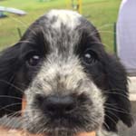 イングリッシュコッカースパニエル ブリーダー 子犬専門店AngelWan 横浜