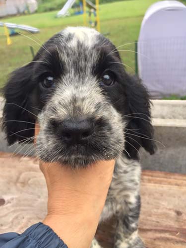 イングリッシュコッカースパニエル ブリーダー 子犬専門店AngelWan 横浜