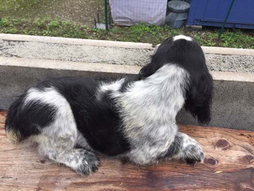 イングリッシュコッカースパニエル ブリーダー 子犬専門店AngelWan 横浜