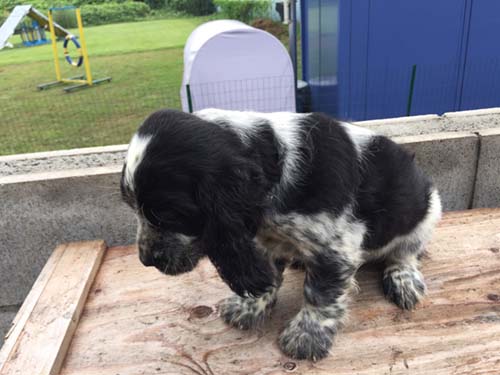 イングリッシュコッカースパニエル ブリーダー 子犬専門店AngelWan 横浜