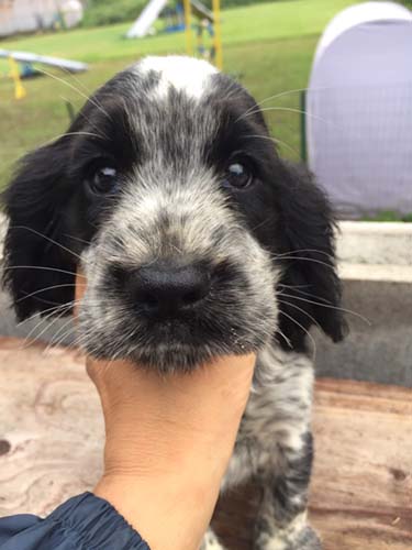 イングリッシュコッカースパニエル ブリーダー 子犬専門店AngelWan 横浜