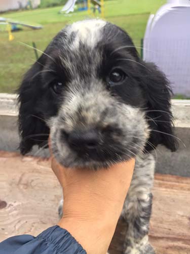 イングリッシュコッカースパニエル ブリーダー 子犬専門店AngelWan 横浜