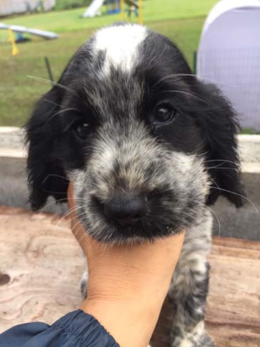 イングリッシュコッカースパニエル ブリーダー 子犬専門店AngelWan 横浜