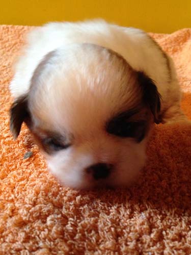 シーズー　ブリーダー 子犬専門店AngelWan 横浜