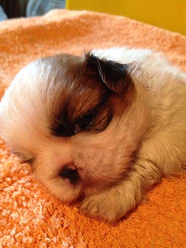 シーズー　ブリーダー 子犬専門店AngelWan 横浜