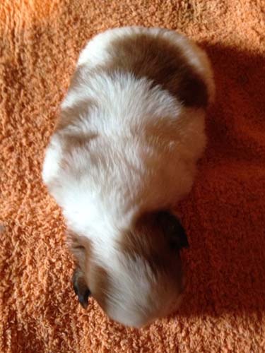 シーズー　ブリーダー 子犬専門店AngelWan 横浜