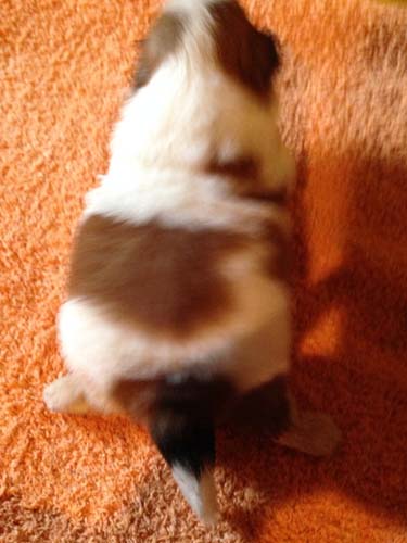 シーズー　ブリーダー 子犬専門店AngelWan 横浜