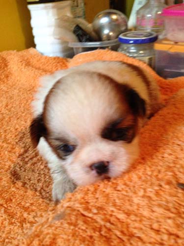 シーズー　ブリーダー 子犬専門店AngelWan 横浜