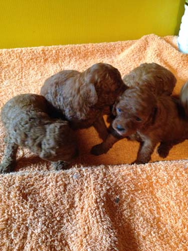 トイプードル　ブリーダー 子犬専門店AngelWan 横浜