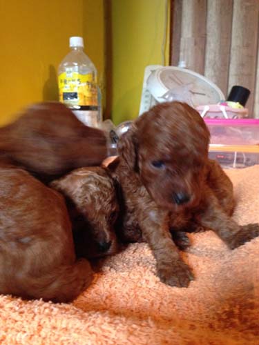 トイプードル　ブリーダー 子犬専門店AngelWan 横浜