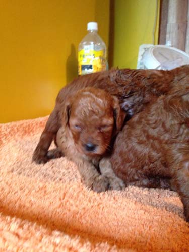 トイプードル　ブリーダー 子犬専門店AngelWan 横浜