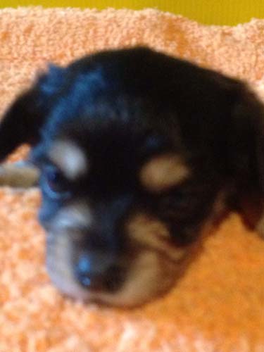 チワックス　ブリーダー 子犬専門店AngelWan 横浜