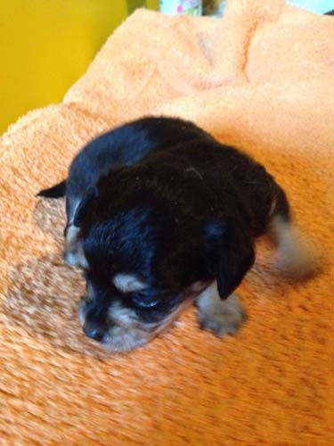 チワックス　ブリーダー 子犬専門店AngelWan 横浜