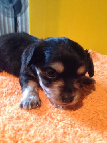 チワックス　ブリーダー 子犬専門店AngelWan 横浜