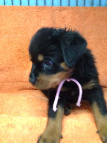 ロットワイラー　ブリーダー 子犬専門店AngelWan 横浜