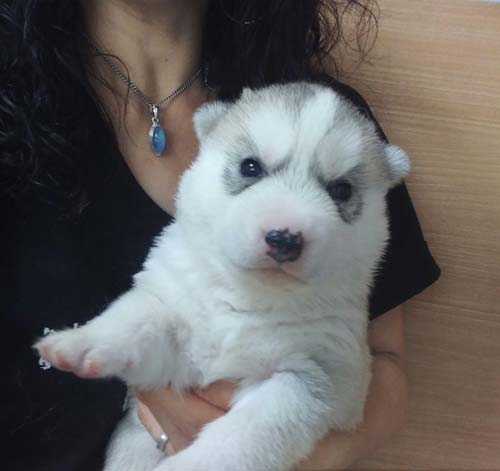 シベリアンハスキー　ブリーダー 子犬専門店AngelWan 横浜