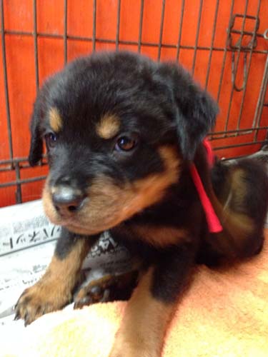 ロットワイラー　ブリーダー 子犬専門店AngelWan 横浜