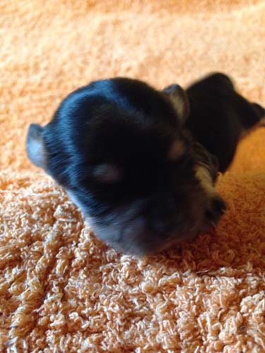 チワックス　ブリーダー 子犬専門店AngelWan 横浜