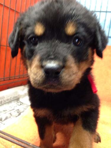 ロットワイラー　ブリーダー 子犬専門店AngelWan 横浜