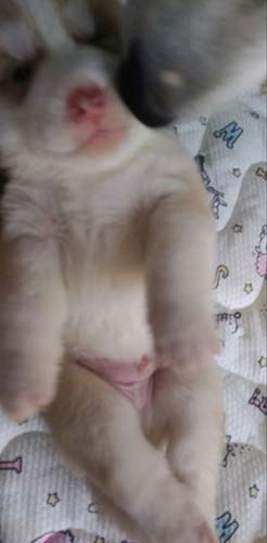 シベリアンハスキー　ブリーダー 子犬専門店AngelWan 横浜