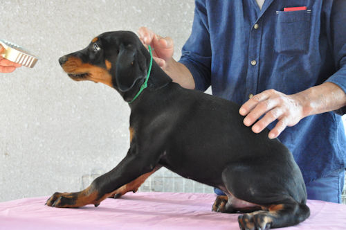 ドーベルマン　ブリーダー　ヨーロッパ