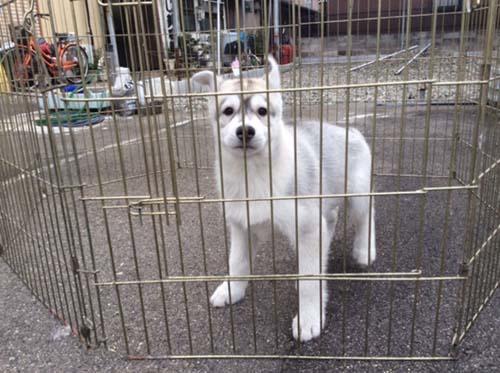 シベリアンハスキー  ブリーダー 子犬専門　AngelWan 横浜