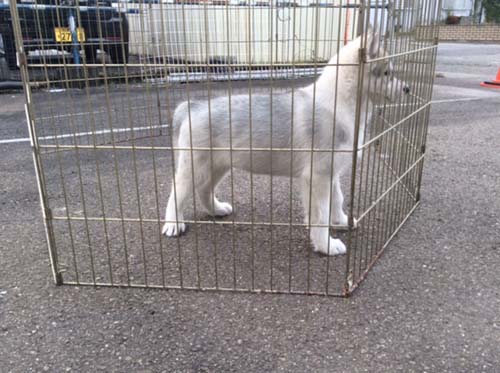シベリアンハスキー  ブリーダー 子犬専門　AngelWan 横浜