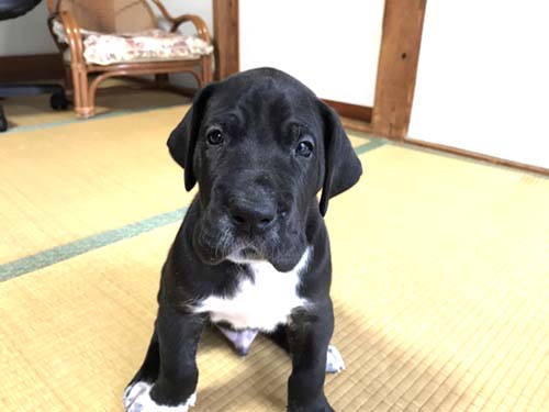 グレートデーン　ブリーダー 子犬専門店AngelWan 横浜