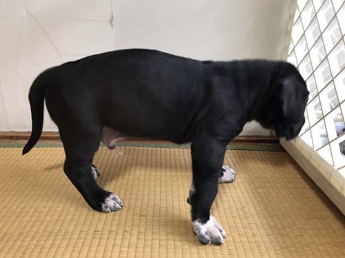 グレートデーン　ブリーダー 子犬専門店AngelWan 横浜