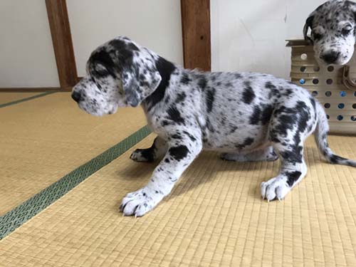 グレートデーン ブリーダー 子犬専門店AngelWan 横浜