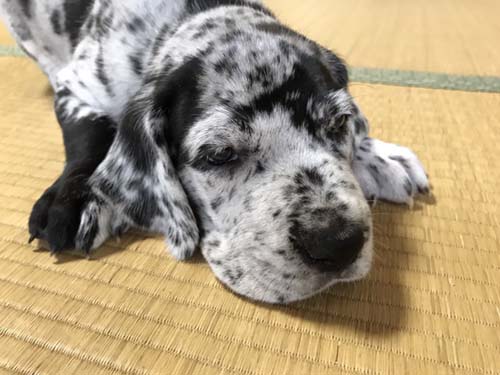 グレートデーン ブリーダー 子犬専門店AngelWan 横浜