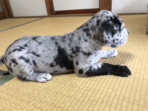 グレートデーン ブリーダー 子犬専門店AngelWan 横浜