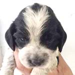 イングリッシュコッカースパニエル　ブリーダー 子犬専門店AngelWan 横浜