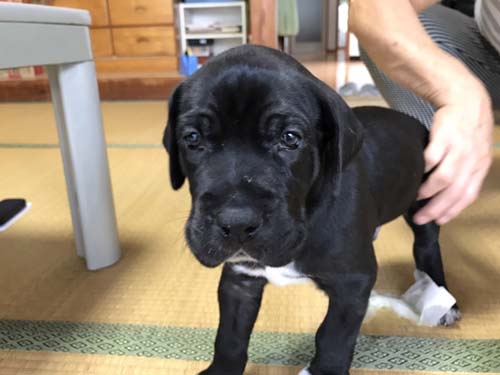 グレートデーン　ブリーダー 子犬専門店AngelWan 横浜