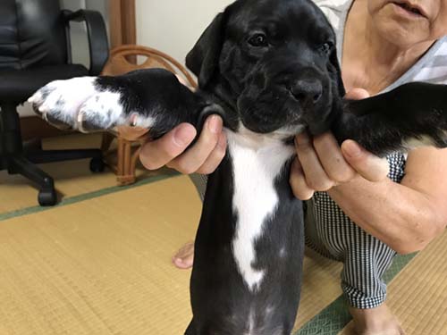 グレートデーン　ブリーダー 子犬専門店AngelWan 横浜