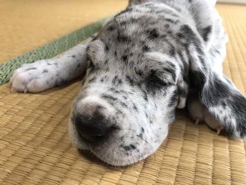 グレートデーン ブリーダー 子犬専門店AngelWan 横浜