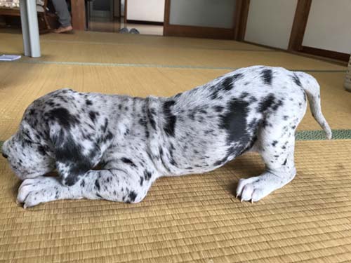 グレートデーン ブリーダー 子犬専門店AngelWan 横浜
