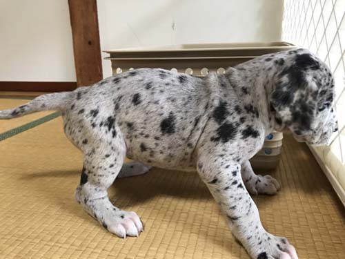 グレートデーン ブリーダー 子犬専門店AngelWan 横浜