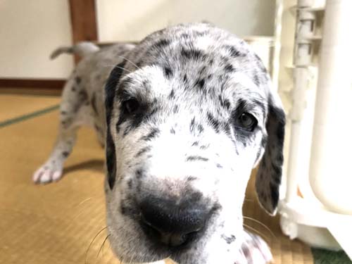 グレートデーン ブリーダー 子犬専門店AngelWan 横浜