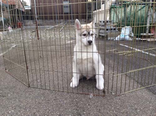 シベリアンハスキー  ブリーダー 子犬専門　AngelWan 横浜