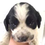 イングリッシュコッカースパニエル　ブリーダー 子犬専門店AngelWan 横浜