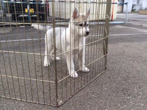 シベリアンハスキー  ブリーダー 子犬専門　AngelWan 横浜