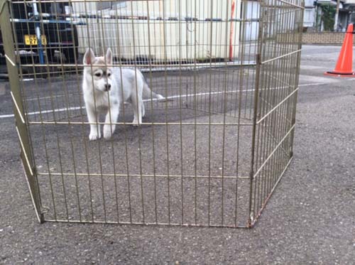 シベリアンハスキー  ブリーダー 子犬専門　AngelWan 横浜