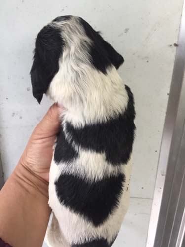 イングリッシュコッカースパニエル　ブリーダー 子犬専門店AngelWan 横浜