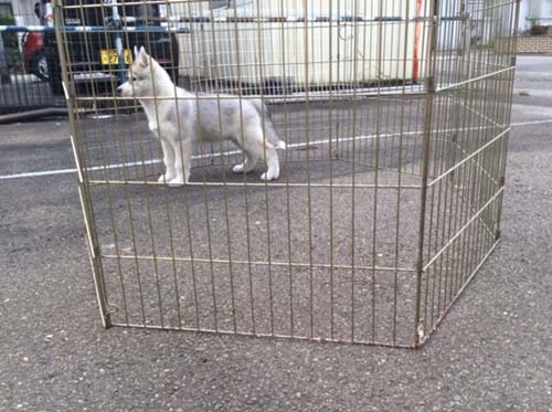 シベリアンハスキー  ブリーダー 子犬専門　AngelWan 横浜